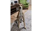 Adopt MOLLY a White - with Tan, Yellow or Fawn Great Dane / Mixed dog in