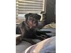 Adopt Luna a Black - with White Goldendoodle / Mixed dog in Cary, NC (41360809)