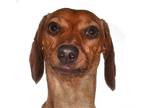 Adopt Roma a Tan/Yellow/Fawn Dachshund / Mixed dog in oakland park