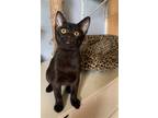 Adopt LILO a All Black Bombay / Mixed (short coat) cat in CARISLE, PA (41281866)