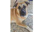 Adopt Leia a Brown/Chocolate - with Black Australian Cattle Dog / Shepherd