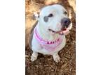 Adopt APPLE a Merle Mixed Breed (Small) / Mixed Breed (Medium) / Mixed (short