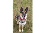Adopt Blitzen a German Shepherd Dog / Mixed dog in Hyde Park, NY (39549790)