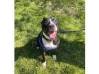 Adopt Apollo a American Pit Bull Terrier / Mixed dog in Hyde Park, NY (40221892)