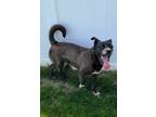 Adopt Crystal a Terrier (Unknown Type, Small) / Mixed Breed (Medium) / Mixed dog