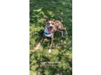 Adopt Lou a Merle Catahoula Leopard Dog / Mixed dog in Foristell, MO (40898822)