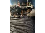 Adopt Fred a Brown/Chocolate - with Black Beagle / Coonhound (Unknown Type) /