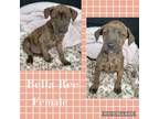 Adopt Bella Ree in CT a Brindle Mountain Cur / Mixed Breed (Medium) / Mixed dog