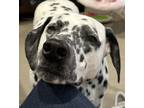 Adopt Abby-Spring Valley, CA a White - with Black Dalmatian / Mixed dog in