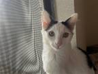 Adopt Seth a Black & White or Tuxedo Turkish Van / Mixed (short coat) cat in