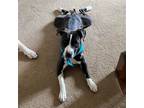 Adopt Mandi a Black - with White American Staffordshire Terrier / Mixed dog in