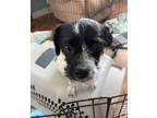 Adopt Brucie a Terrier (Unknown Type, Medium) / Shih Tzu / Mixed dog in Salt