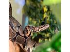 Adopt Cersei a Fawn Snake / Mixed (short coat) rabbit in Westland, MI (41418477)