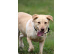 Adopt Lilly a Tan/Yellow/Fawn Labrador Retriever / Mixed Breed (Medium) / Mixed