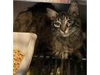 Adopt Rapunzel a Domestic Longhair / Mixed (short coat) cat in Wauchula