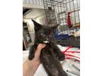 Adopt Reign a Domestic Shorthair / Mixed (short coat) cat in Arkadelphia