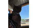 Adopt Sophie a Domestic Shorthair / Mixed (short coat) cat in Arkadelphia