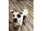 Adopt Prim A046501 a Staffordshire Bull Terrier / Mixed Breed (Medium) / Mixed