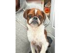 Adopt Elmer a Pug / Cavalier King Charles Spaniel / Mixed dog in Warren
