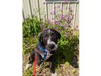 Adopt Beau a Black - with White Labrador Retriever / Mountain Cur / Mixed dog in