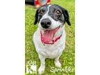 Adopt Sprinkles a Jack Russell Terrier / Pointer / Mixed dog in Magnolia