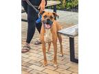 Adopt Brandy (nka Kira) a Boxer / Mixed Breed (Medium) / Mixed dog in Johnston