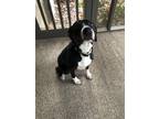Adopt Job a Black Mutt / Mixed dog in Lawrenceville, GA (41418425)