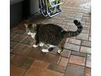 Adopt Niko a Gray, Blue or Silver Tabby American Wirehair / Mixed (medium coat)