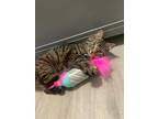 Adopt Tomm a Domestic Shorthair / Mixed (short coat) cat in Blountville