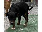 Adopt Atlas a Australian Cattle Dog / Mixed Breed (Medium) / Mixed dog in