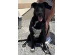 Adopt Chesty a Labrador Retriever / Border Collie / Mixed dog in Pahrump
