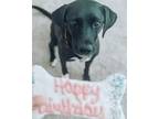 Adopt Lily a Black - with White Border Collie / Labrador Retriever / Mixed dog