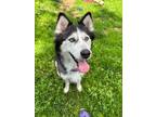 Adopt Stella Rose a Husky / Mixed dog in Crocker, MO (41322666)
