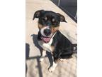 Adopt Brownie a American Staffordshire Terrier / Mixed dog in Cottonwood