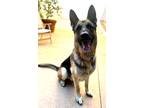 Adopt Stanley a German Shepherd Dog / Mixed dog in Cottonwood, AZ (41002724)