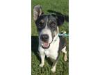 Adopt Sawyer a Husky / American Pit Bull Terrier / Mixed dog in Defiance