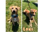Adopt Loki a Affenpinscher / Mixed dog in Pierceton, IN (41418222)