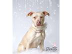 Adopt Sweetie a American Pit Bull Terrier / Mixed dog in Hardeeville
