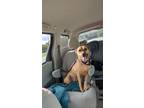 Adopt Penny a Tan/Yellow/Fawn Mutt / Mixed dog in Kernersville, NC (40469244)
