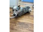 Adopt Bo a Australian Cattle Dog / Mixed dog in Fayetteville, TN (41351630)