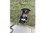 Adopt D pup- Sasha a Terrier (Unknown Type, Medium) / Mixed dog in Warrenton