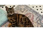 Adopt Cinnamon Raisin B a Bengal (short coat) cat in Dallas, TX (41413242)