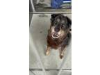 Adopt Chellie a Black Rottweiler / German Shepherd Dog dog in Sylmar