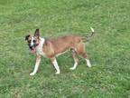 Adopt Bebe a Jack Russell Terrier / Mixed dog in Darlington, SC (40221276)