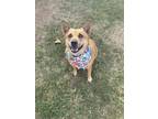 Adopt Sandy a Tan/Yellow/Fawn Australian Shepherd / Corgi dog in Oklahoma City