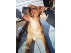 Adopt Nena a Tan/Yellow/Fawn Carolina Dog / Mixed Breed (Medium) dog in Airdrie