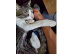 Adopt Zeke a Brown Tabby Domestic Shorthair (short coat) cat in Green Valley