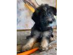 Adopt Mar a Gray/Silver/Salt & Pepper - with Black Labradoodle / German Shepherd