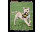 Adopt Hooch a White Pit Bull Terrier dog in Benton, PA (39218158)