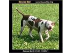 Adopt Bentley a Red/Golden/Orange/Chestnut - with White Pit Bull Terrier / Mixed